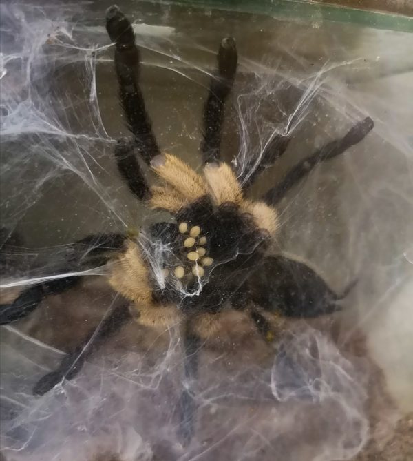Monocentropus balfouri – Bild 2