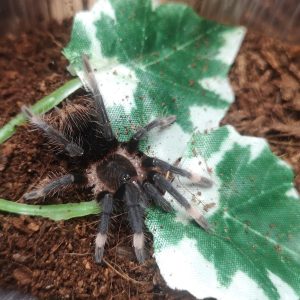 Sericopelma sp. Darien