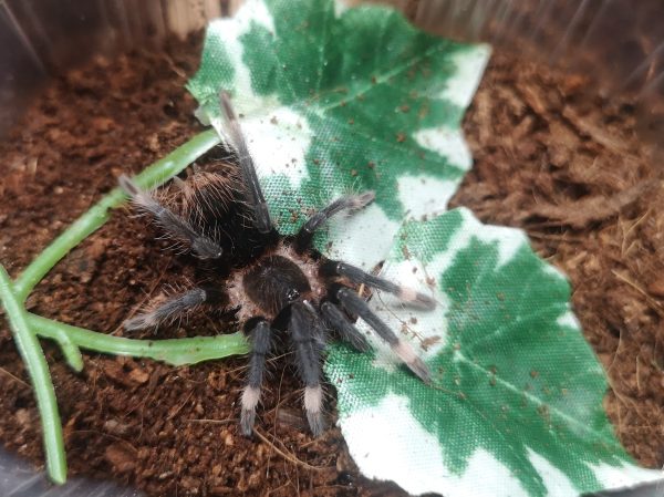 Sericopelma sp. Darien