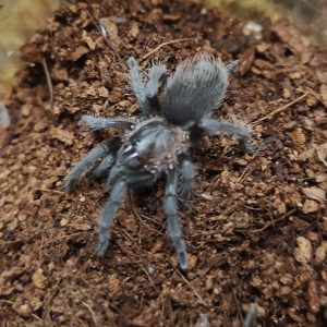 Tliltocatl (Brachypelma) sabulosum