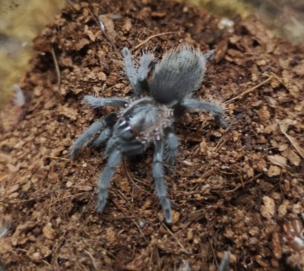 Tliltocatl (Brachypelma) sabulosum