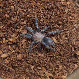 Thrixopelma spec. ca.5-6 cm groß werdende blau schimmernde Spinne
