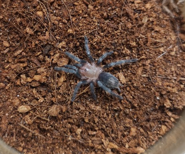 Thrixopelma spec. ca.5-6 cm groß werdende blau schimmernde Spinne