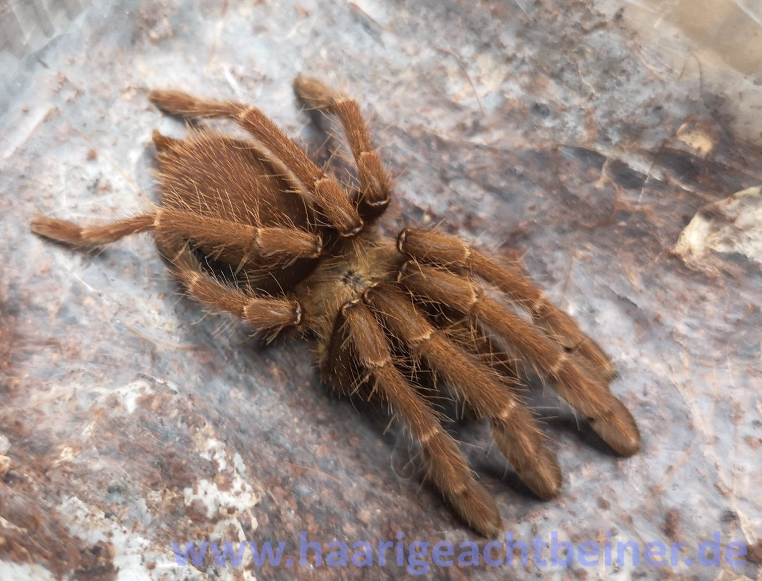 Thrigmopoeus truculentus www.haarigeachtbeiner.de