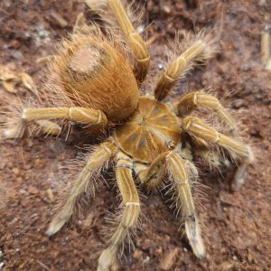 Theraphosa stirmi 1.0