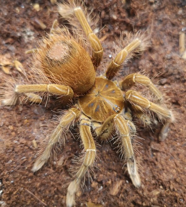 Theraphosa stirmi 1.0
