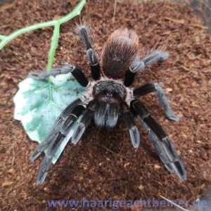 Sericopelma rubronitens 0.1