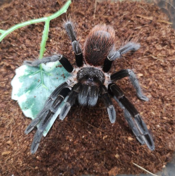 Sericopelma rubronitens 0.1