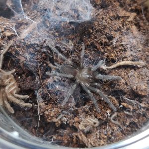 Selenocosmia crassipes