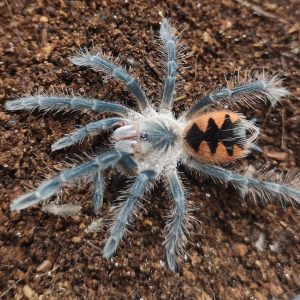 Pamphobeteus sp.mascara