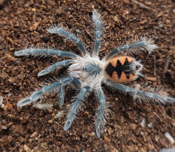 Pamphobeteus sp.mascara