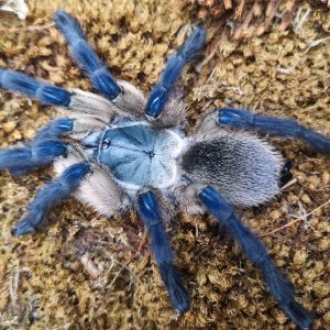 Monocentropus balfouri