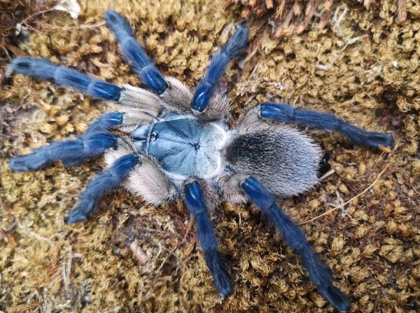 Monocentropus balfouri