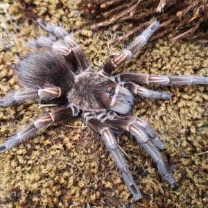 Lasiodorides striatus