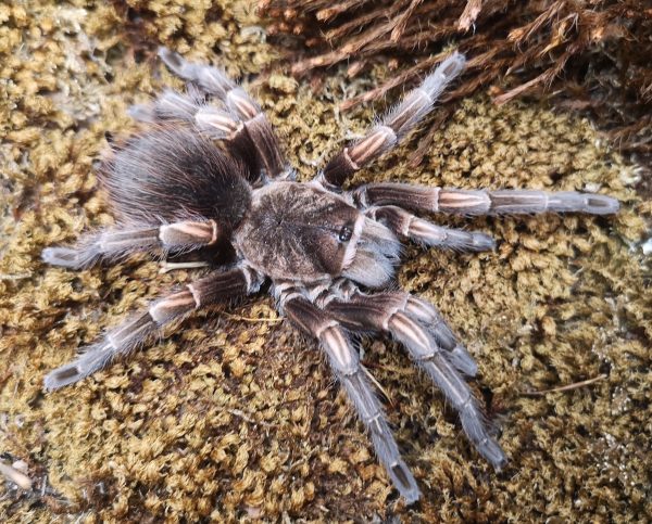 Lasiodorides striatus