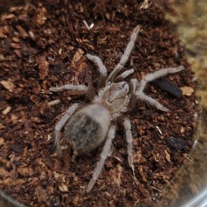 Lasiodora klugi