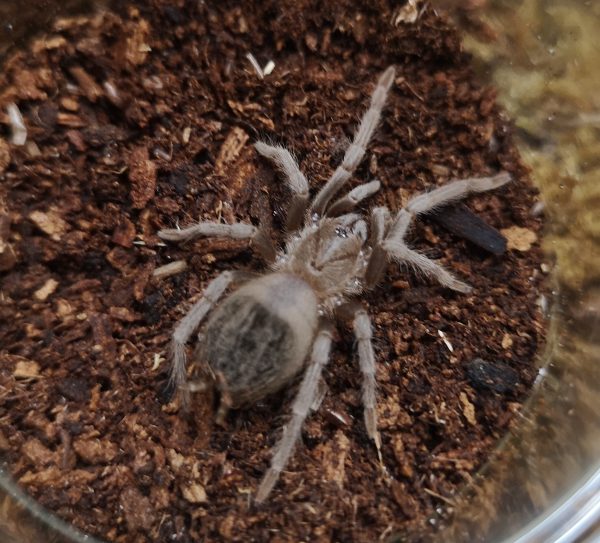 Lasiodora klugi