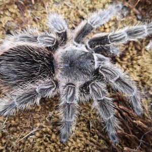 Lasiodora difficilis