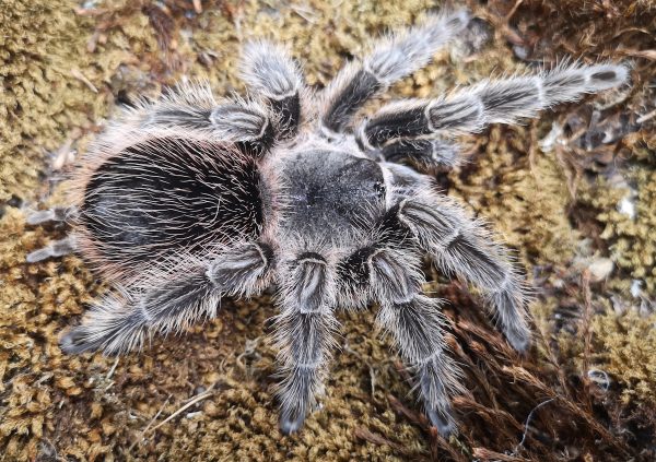 Lasiodora difficilis