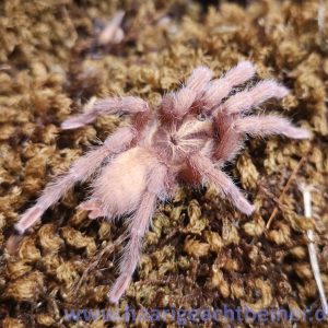 Neoholothele incei gold