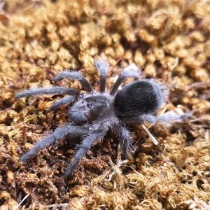Grammostola quirogai