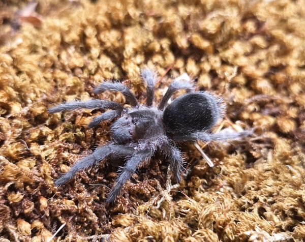 Grammostola quirogai