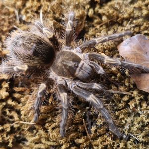 Grammostola pulchripes