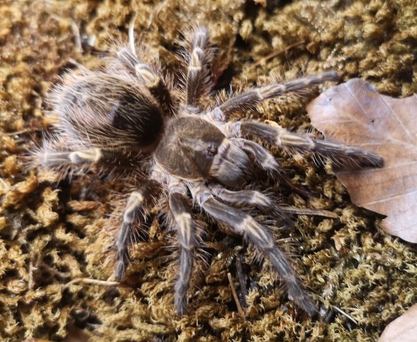 Grammostola pulchripes