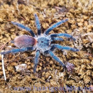 Dolichothele diamantinensis
