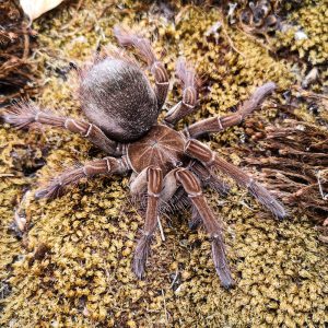 Theraphosa stirmi