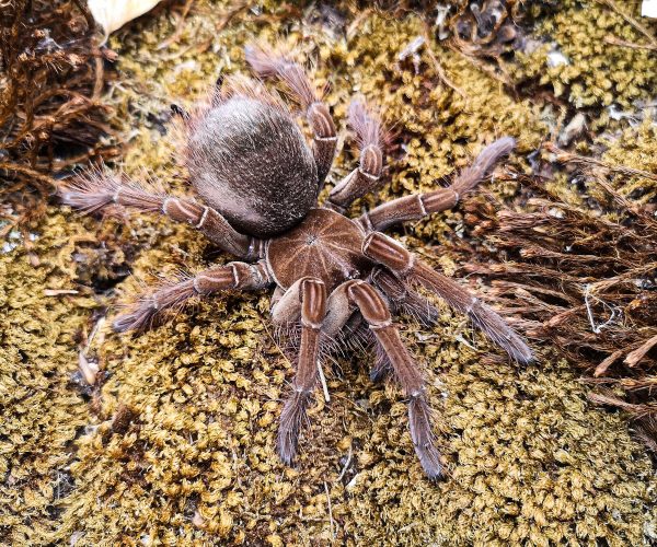 Theraphosa stirmi