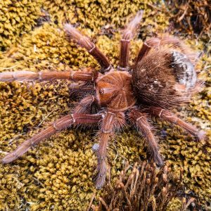 Theraphosa apophysis
