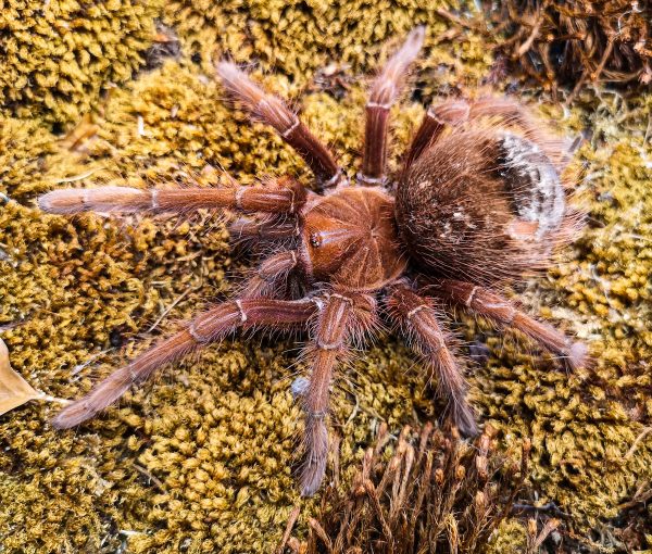 Theraphosa apophysis