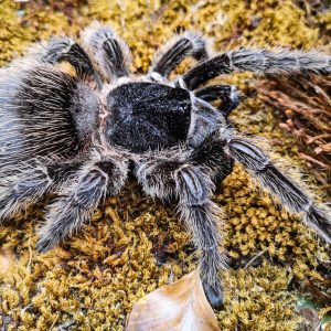 Lasiodora parahybana