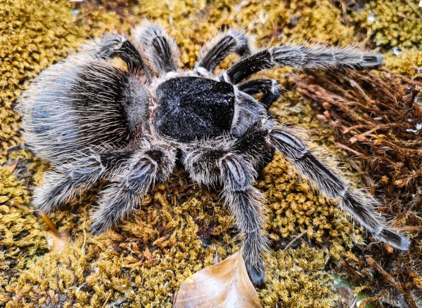 Lasiodora parahybana