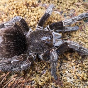 Pamphobeteus sp.machalla
