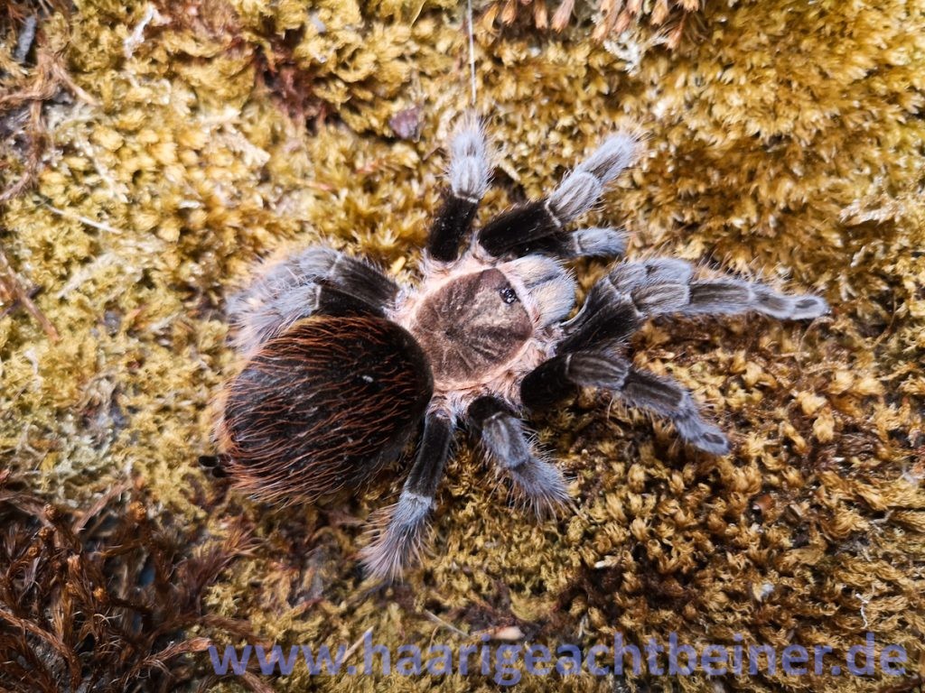 Tliltocatl (Brachypelma) kahlenbergi www.haarigeachtbeiner.de