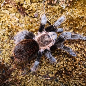 Tliltocatl (Brachypelma) kahlenbergi