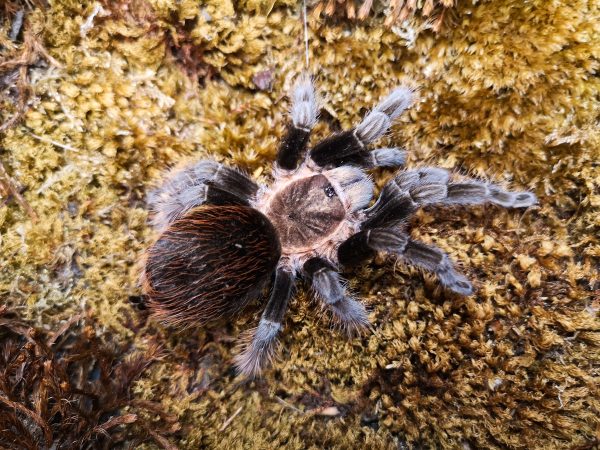 Tliltocatl (Brachypelma) kahlenbergi