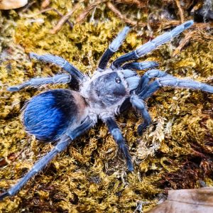 Pseudhapalopus sp.Blue grau-blaue Farbvariante