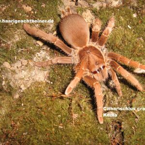 Pelinobius muticus ex Citharischius crawshayi