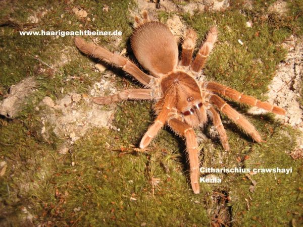Pelinobius muticus ex Citharischius crawshayi