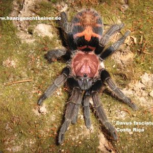 Davus fasciatus