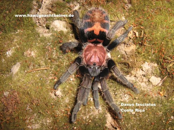 Davus fasciatus