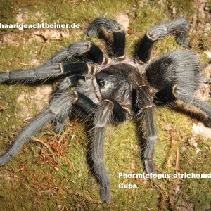 Phormictopus atrichomatus