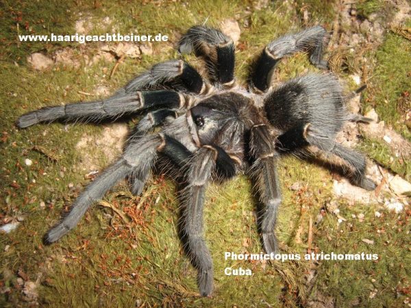 Phormictopus atrichomatus