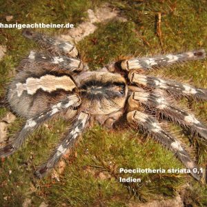 Poecilotheria striata 0.2