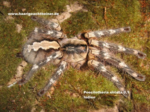 Poecilotheria striata 0.2
