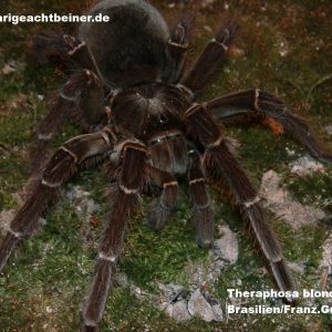 Theraphosa blondi