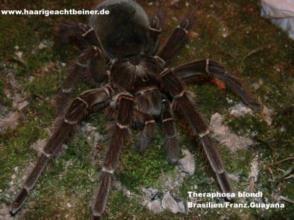 Theraphosa blondi